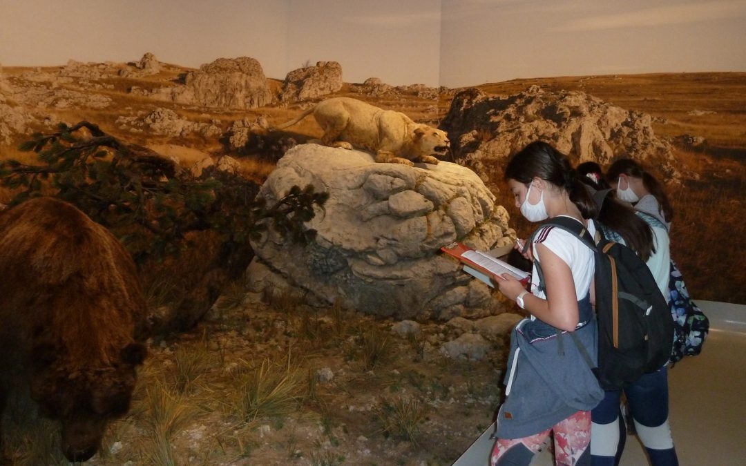 Les 6e visitent la grotte Chauvet-Pont d’Arc